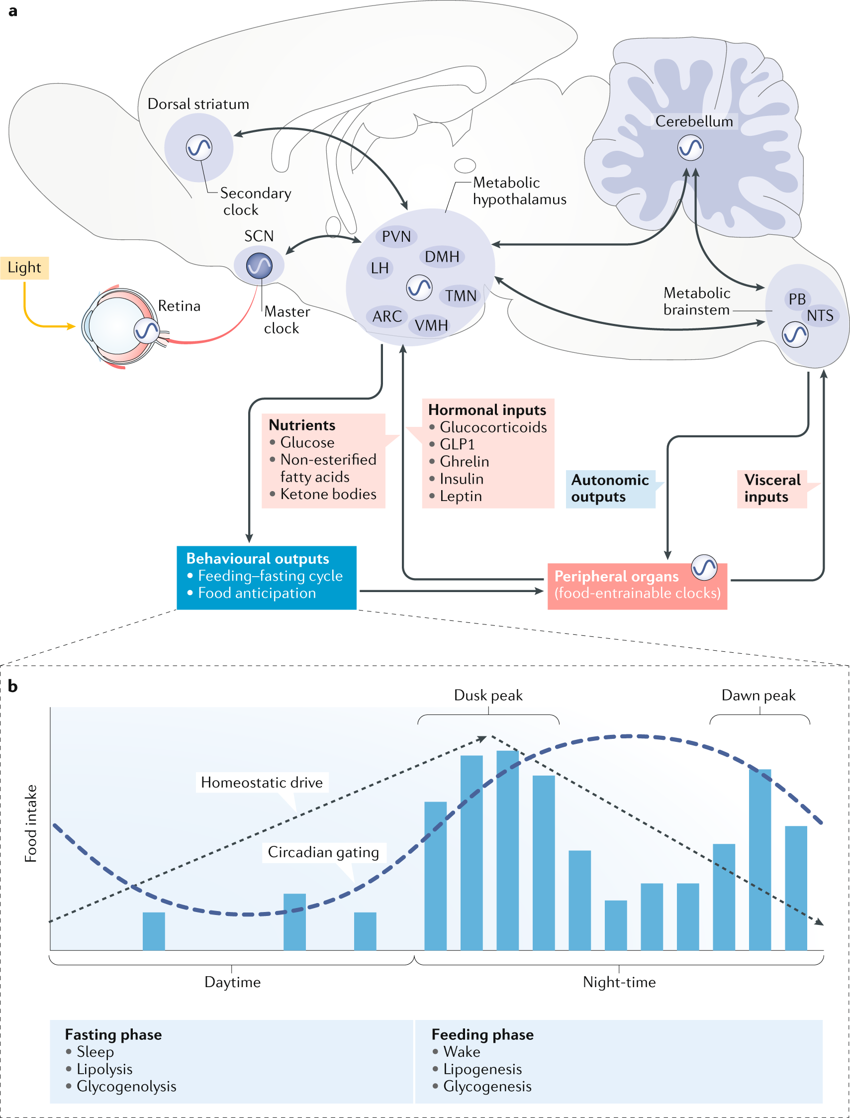 Nutritional Memory Counters Affects of Diet Restriction in Older Mice
